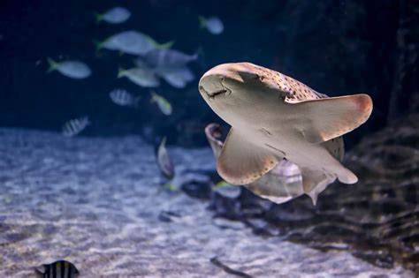 Sharks in Australia - American Oceans