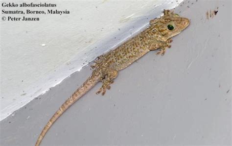 Gekko Albofasciolatus The Reptile Database