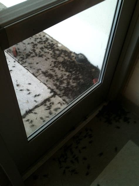 There has been a cricket infestation at my school. There are piles of ...