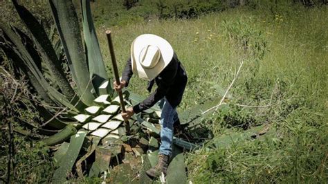 Historia y origen del mezcal Como se originó esta bebida