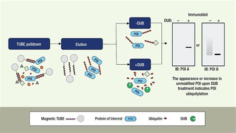 E3 Ubiquitin Ligases Profiling And Screening Lifesensors