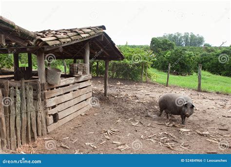 Pig on sty stock photo. Image of piglet, rural, ears - 52484966