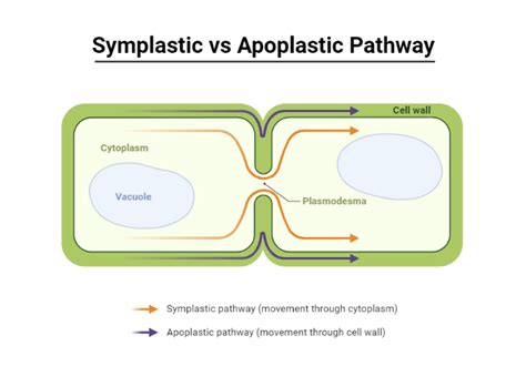 Symplastic vs. Apoplastic Pathway | BioRender Science Templates