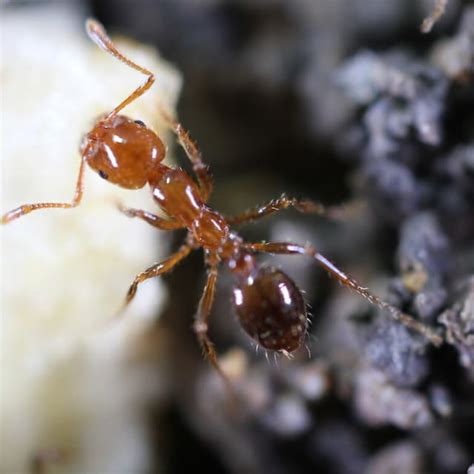 Discover Fire Ant: Lifecycle, Diet, Facts, and More | BugBrief