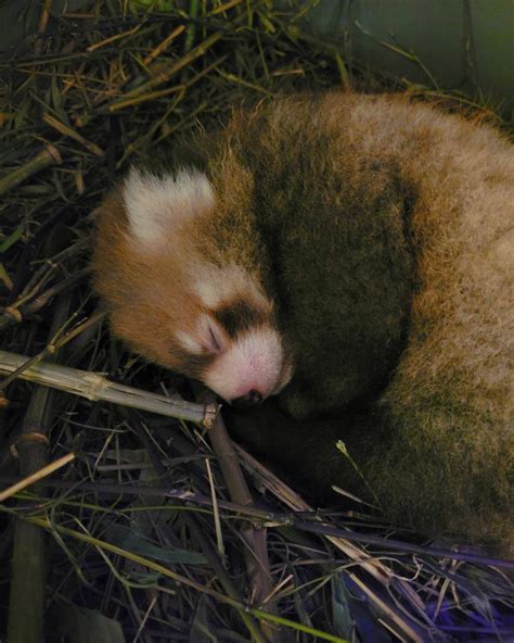 Sleeping baby red panda : r/babyanimals