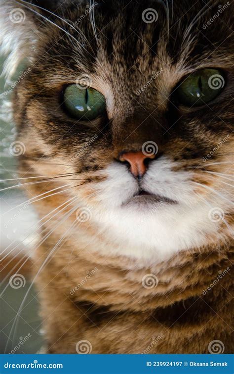 Portrait Of Tabby Cat Sleeping On Window Sill Stock Photo