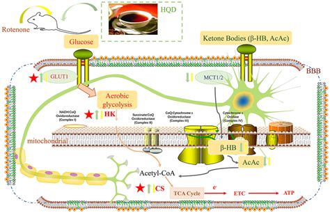 Frontiers Huangqin Decoction Exerts Beneficial Effects On Rotenone