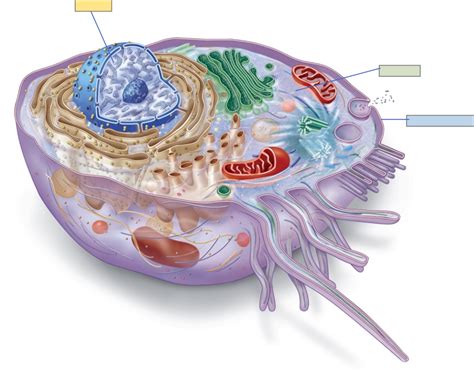 Chapter 3 Cells Diagram Quizlet