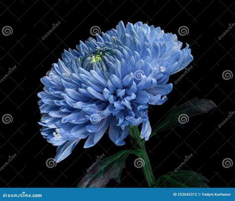 Beautiful Blue White Chrysanthemum Flower With Green Stem And Leaves