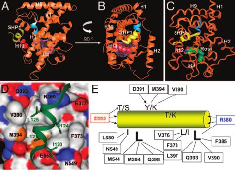 Structure Of Lrh Bound To The Shp Lxxll Motifs A And B Two