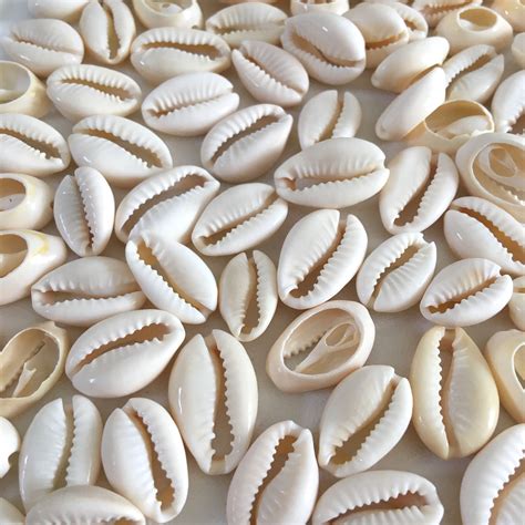 Cowrie Shells Artofit