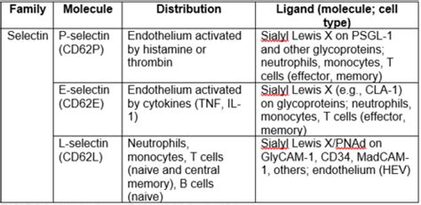 Leukocyte Migration Dsa Flashcards Quizlet