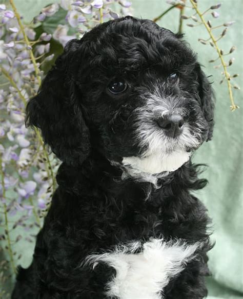 Curly Black Female Labradoodle Puppy Available Oregon Coast Pacific