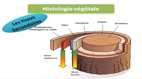 Histologie Végétale Cours De Biologie Végétale Les Tissus Secondaire