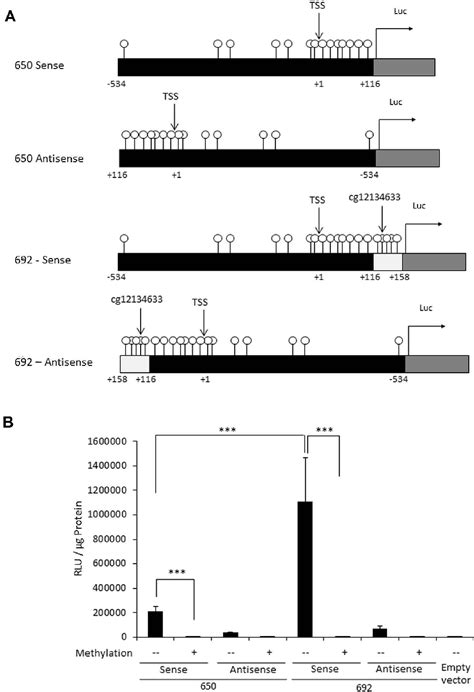 Figure From Dna Methylation Signatures Triggered By Prenatal Maternal