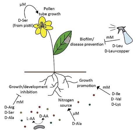 Germination | Semantic Scholar