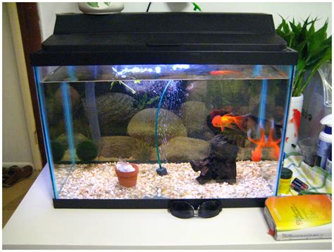 Аквариум для начинающих - Статьи - Aquafanat: аквариум и аквариумистика ...