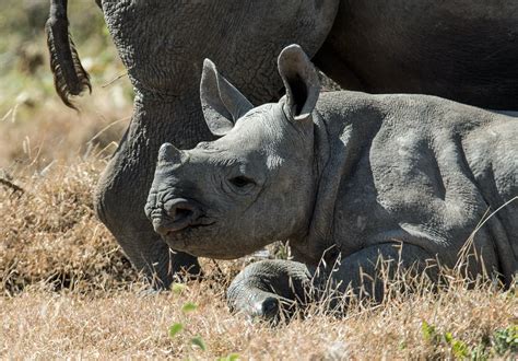 No evidence that dehorning black rhinos negatively impacts the species ...