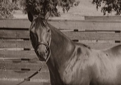 Seabiscuit: The Story Of An Unforgettable Champion | Beautiful horse ...