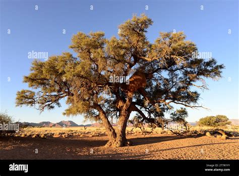 Camel Thorn Or Giraffe Thorn Acacia Erioloba Or Vachellia Erioloba Is