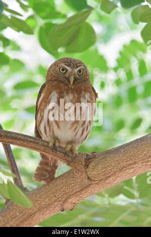 B Ho Pigmeo Ferruginosas Glaucidium Brasilianum Encaramado En La Rama