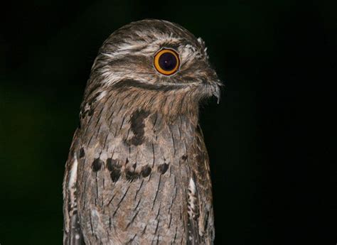 Potoo-Bird-That-Can-Camouflage-Itself-As-A-Branch-11 | TechnoCrazed