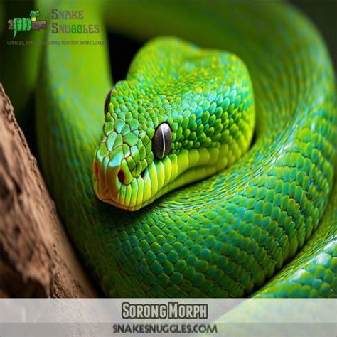 Green Tree Python Morphs: Stunning Varieties and Their Unique Features