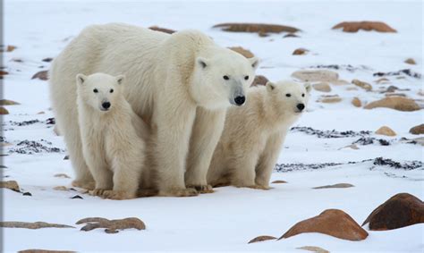 Churchill Polar Bear Tours | Natural Habitat Adventures