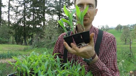 Transplanting Sweet Corn Youtube