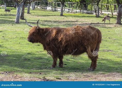 Vaca De Terras Altas Em Pastagens Enormes E Peludas Chifres Longos