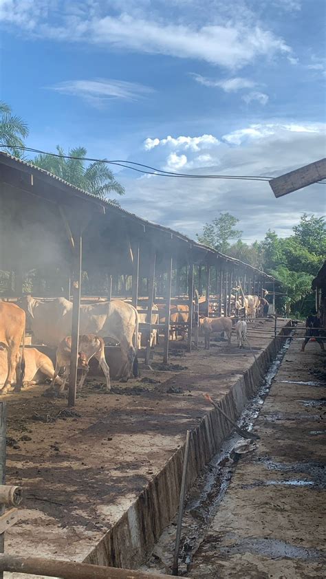 Kandang Sapi Dks Babulu Dinas Pertanian Kabupaten Penajam Paser Utara