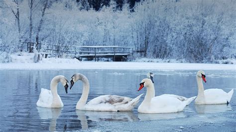 Bing Winter Swan for your National Geographic Winter 高画質の壁紙 Pxfuel