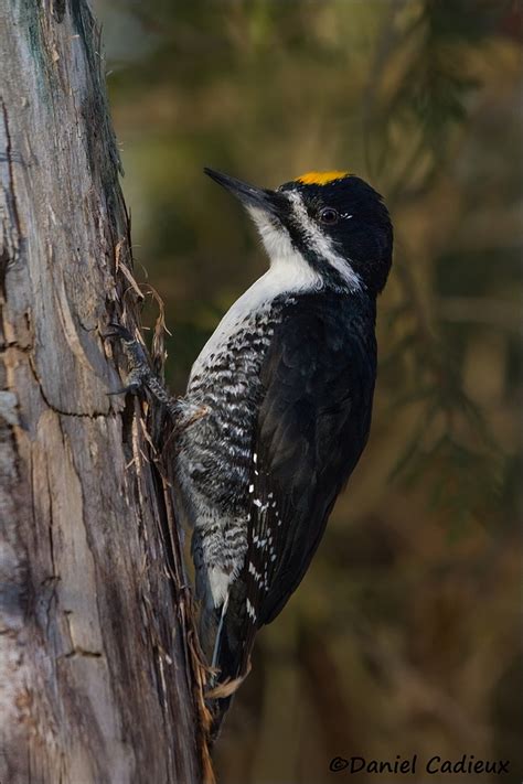 Black-backed Woodpecker