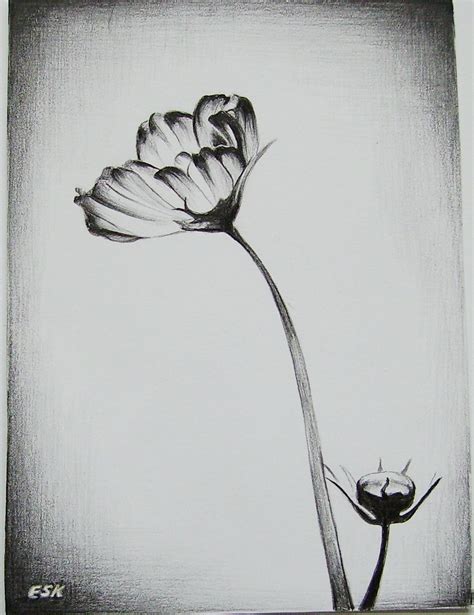 abstract pencil art flowers flower ink drawing  images