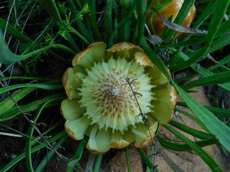 Sandpaperleaf Sugarbush From Greyton Nature Reserve 7233 South Africa