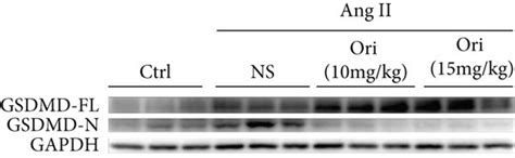 Oridonin Attenuated Myocardial Cardiac Remodeling By Inhibiting