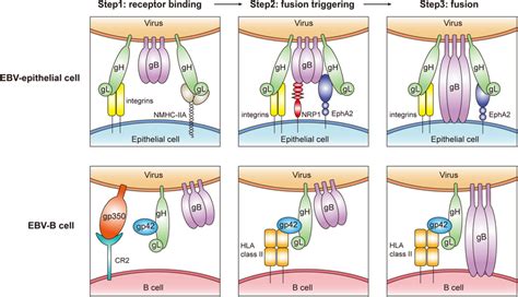 Mechanisms Of EBV Infection Of Epithelial Cell And B Cell Note In The