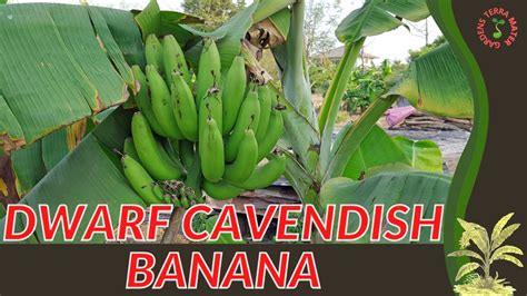 Dwarf Cavendish Banana Information And Growing Tips Musa Acuminata