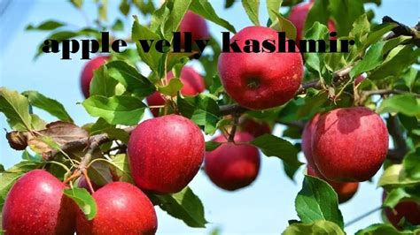 Kashmir S Apple Valley Kashmir Apple Garden Apple Valley In