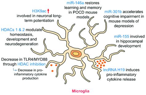 Epigenetic Regulation Of Hippocampal Microglia As Resident Immune