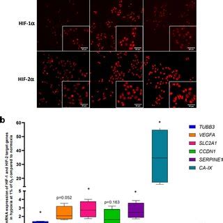 Effect Of Hypoxia On The Expression Of A Hif Hif And B Several