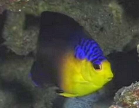 Nahackys Pygmy Angelfish Centropyge Nahackyi Tropical Fish Keeping