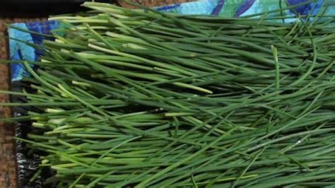 How To Dry Garlic Chives Chives Plant Garlic Chives Fresh Chives