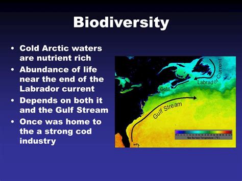 PPT - Labrador Current PowerPoint Presentation, free download - ID:669577