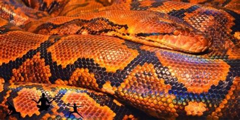 O Que Significa Sonhar Com Cobra Laranja - Sonhar Com Cobra Laranja: O Verdadeiro Significado » Mundo Da Numerologia