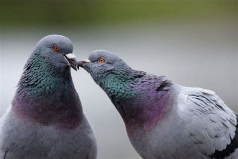 Domestic Pigeons Explained The Complete Guide Pigeonpedia