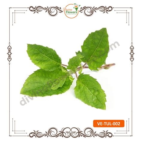 Festivel Specials Indian Green Leaves - Divine Flowers