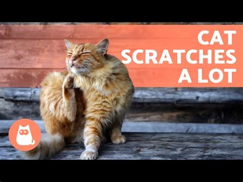 6 Home Remedies for Cat Scabs - Cleaning and Protection