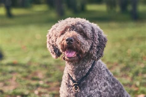 Perro De Aguas Portugu S Desc Brelo Todo Sobre Estos Perros Adopta