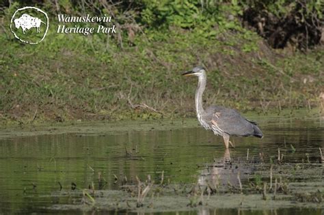 Wanuskewin Heritage Park Trails | Tourism Saskatchewan